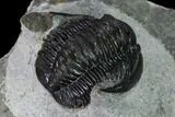 Bargain, Cornuproetus Trilobite Fossil - Issoumour, Morocco #165883-5